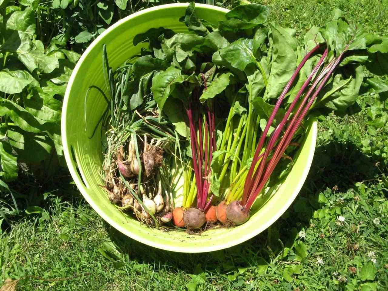 Turnips, Beets, Kohlrabi, and other roots Jun_2910