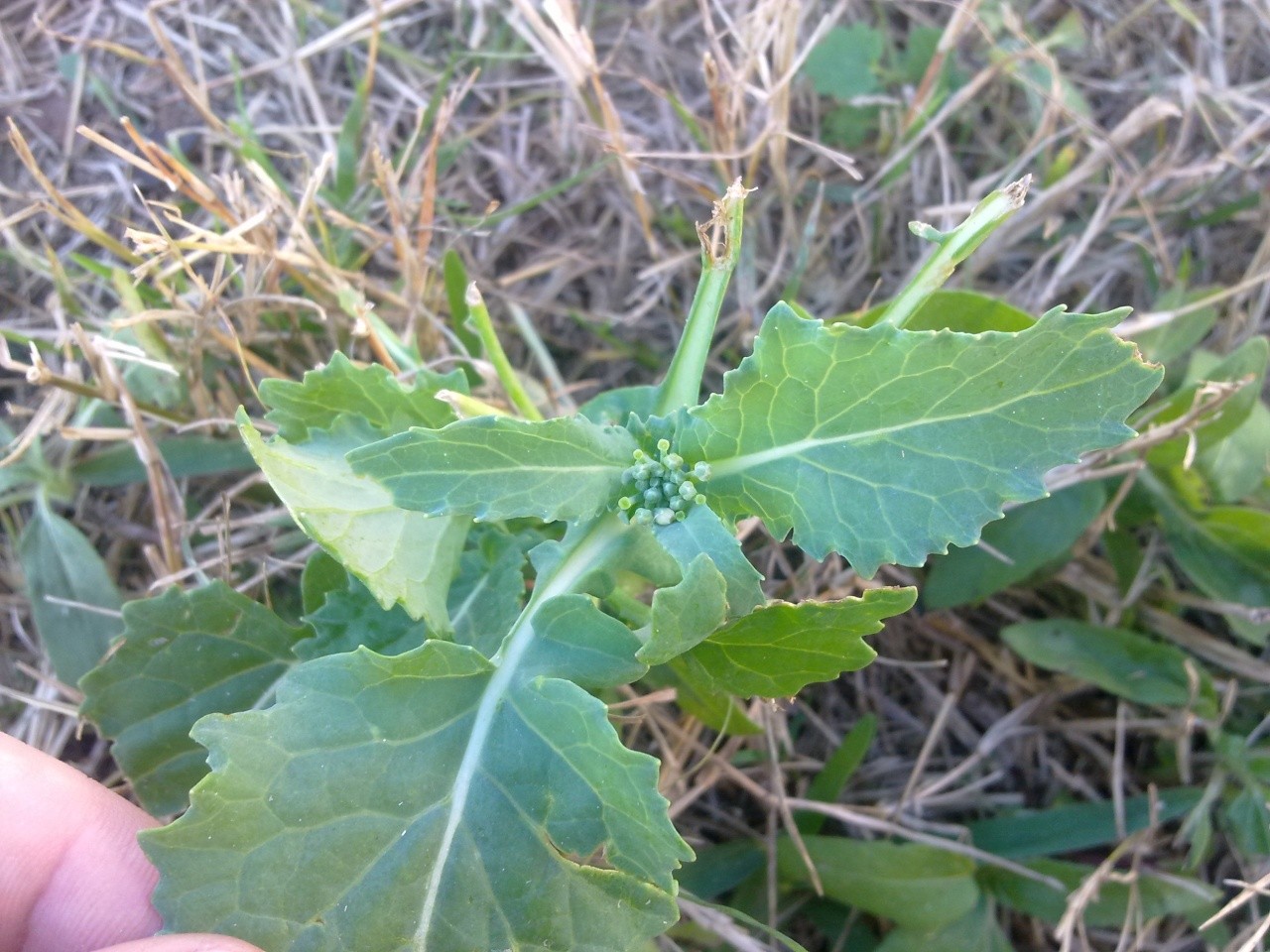 what plant could this be? 01072010