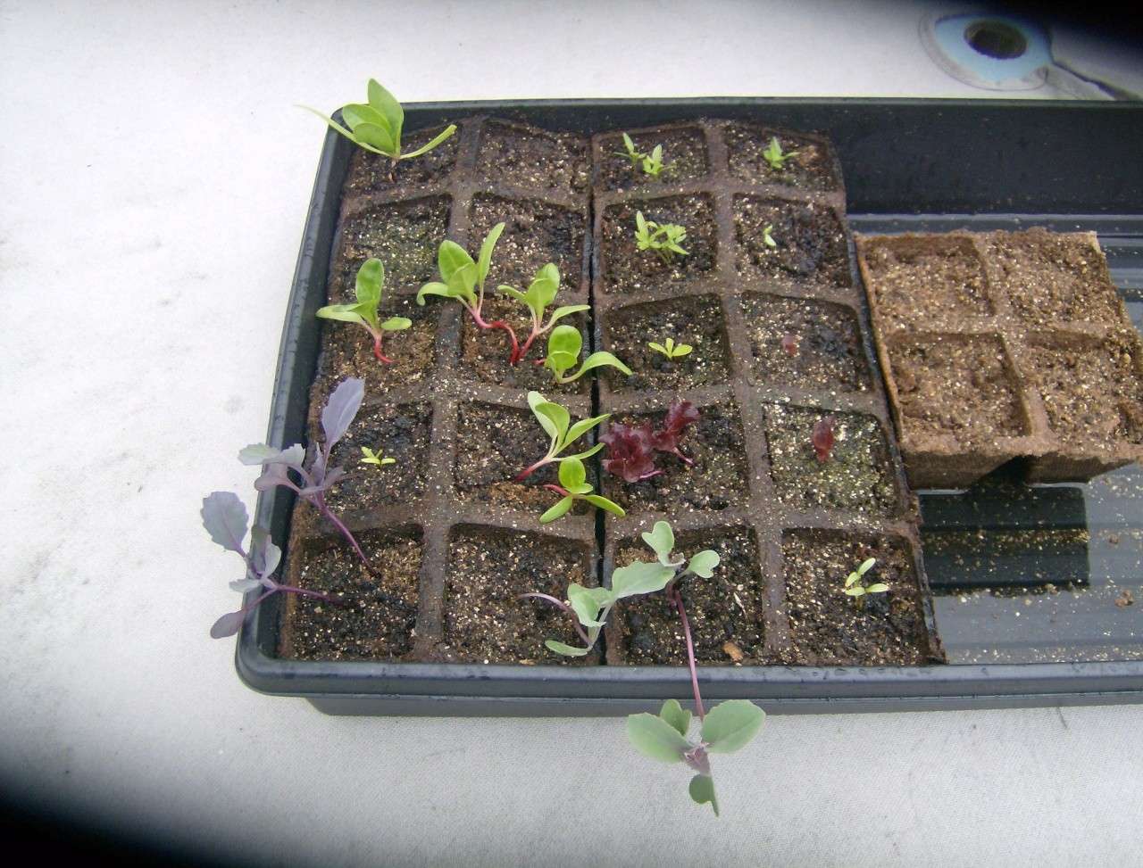 Seedlings 048_2010
