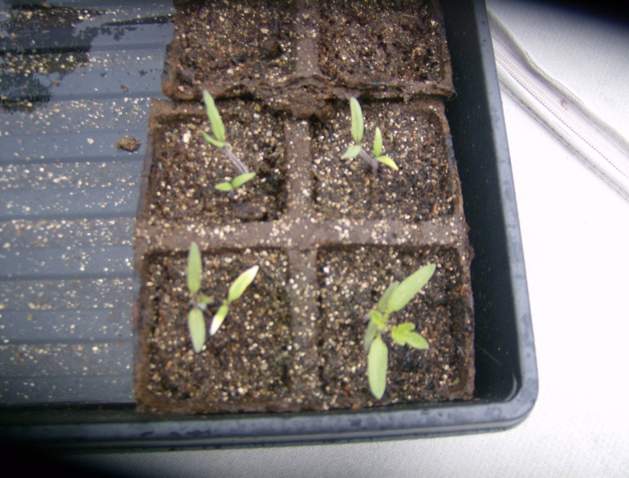 Seedlings 049_2010