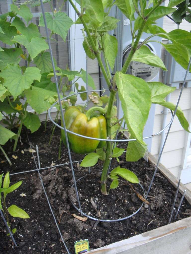 another newbie question...peppers..when to harvest? 10_07_15