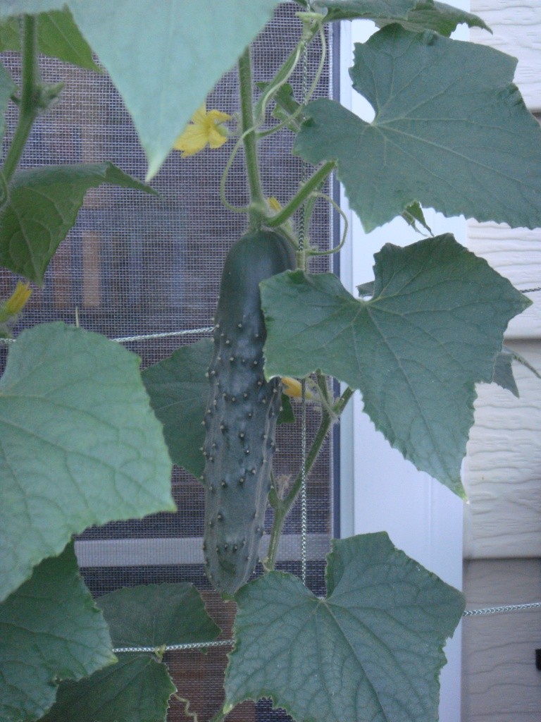 Odd growth pattern on cucumbers 10_07_37