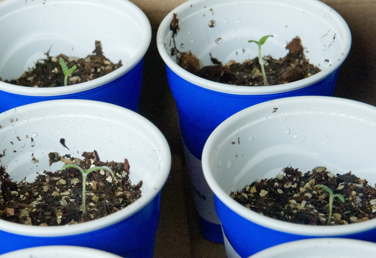 Tomato Seedlings for Fall Garden 11071211