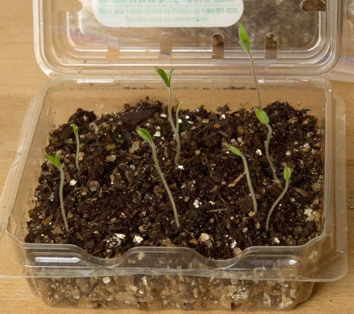 Tomato Seedlings for Fall Garden 11071212