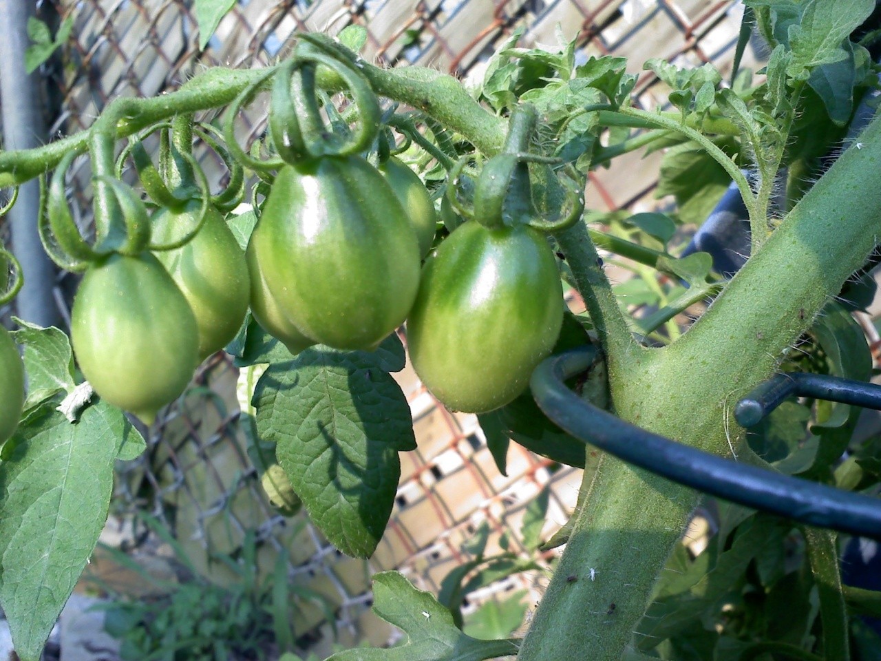 Tomato Tuesday Thread (N&C Midwest).. - Page 5 20110710