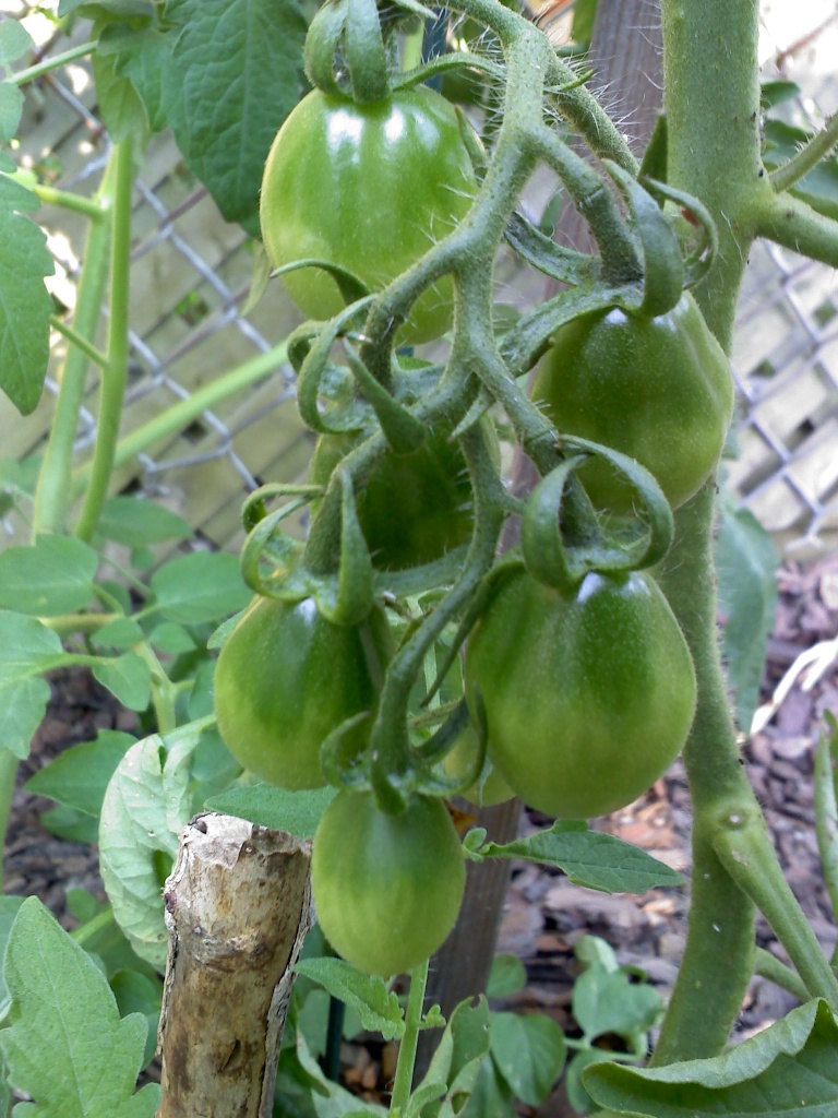 Tomato Tuesday Thread (N&C Midwest).. - Page 5 20110711
