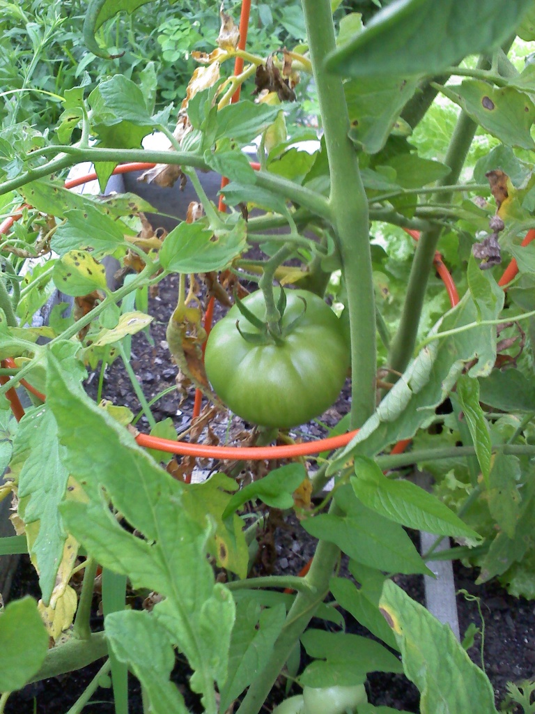 Tomato Tuesday Thread (N&C Midwest).. - Page 5 20110714