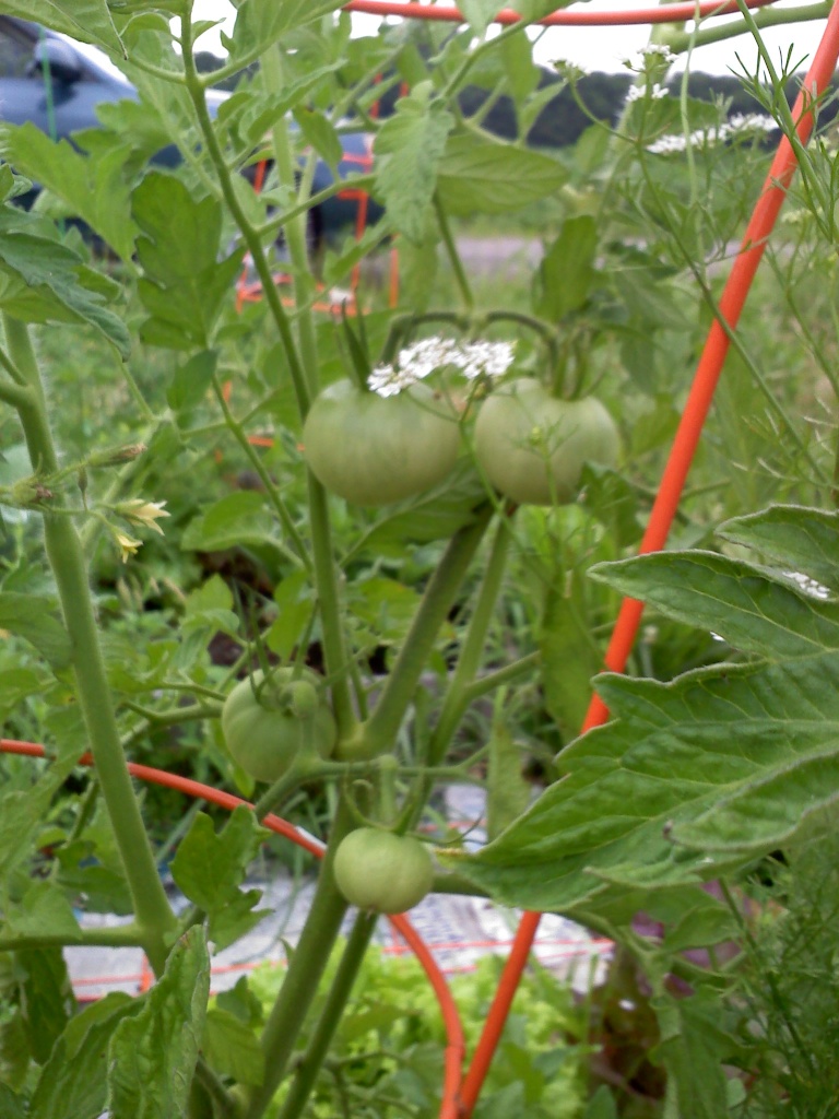 Tomato Tuesday Thread (N&C Midwest).. - Page 5 20110715