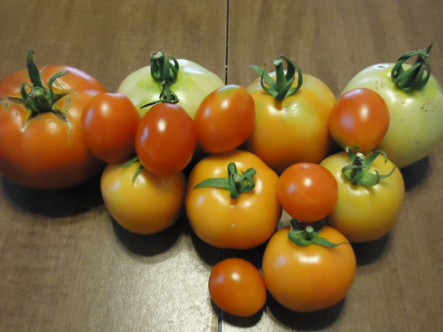 Tomato Tuesday Thread (N&C Midwest).. - Page 8 20110810