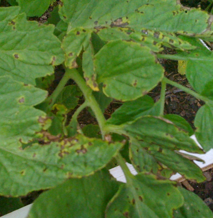 Tomato blight? Help! Blight10