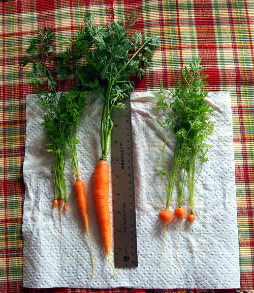Don't laugh at my carrots :-) Carrot11