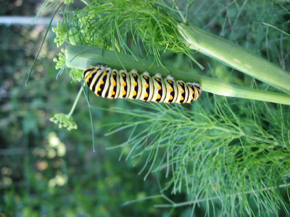 Caterpillars Caterp11