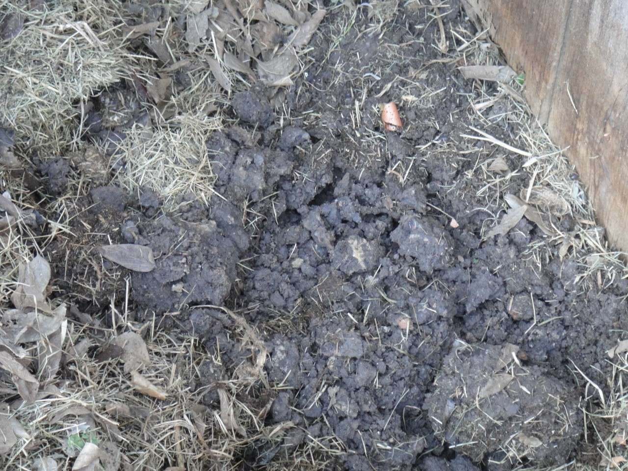 How does my compost look? Dsc00110