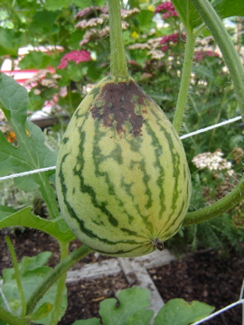 Watermelon woes - is there hope? Dsc01314