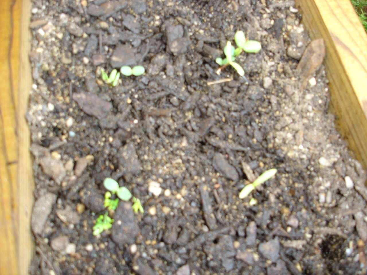 Sprouting in a Week Dsc02513