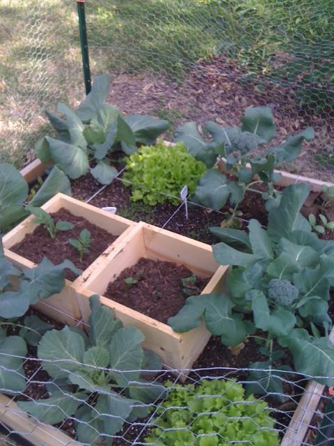 Photo of one of my 4 square Garden85