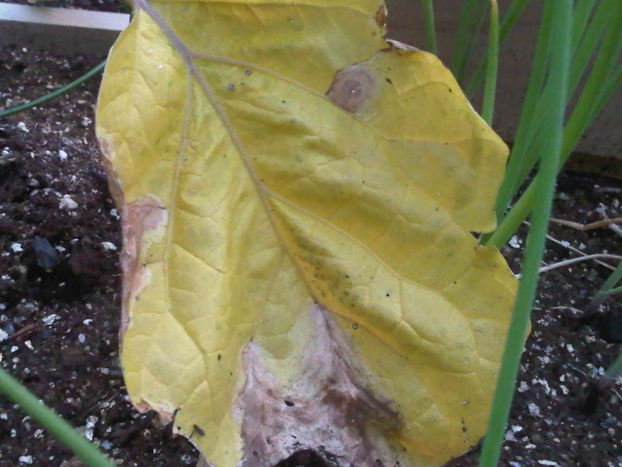 Leaves turning yellow on eggplant, broccoli and bush beans Img00315