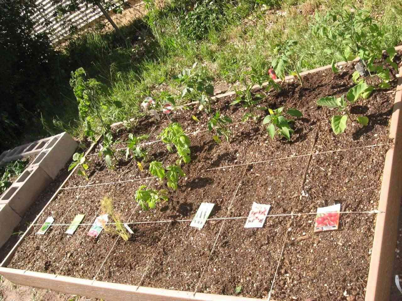 I got brave, and put in some of my tomatoes! Img_0116