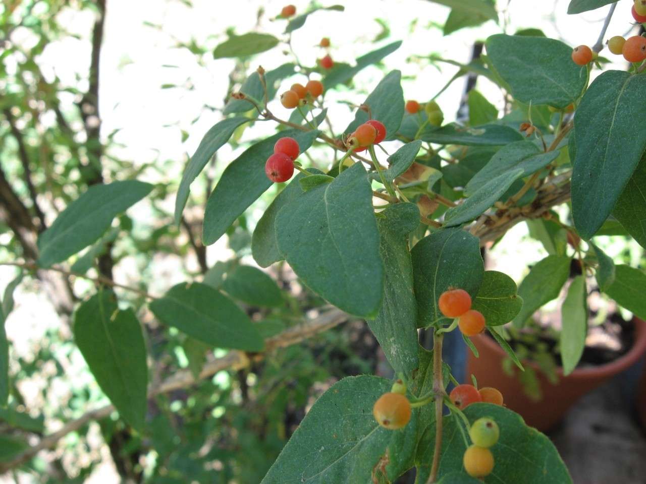 Shrub (with berries) identification Img_0213
