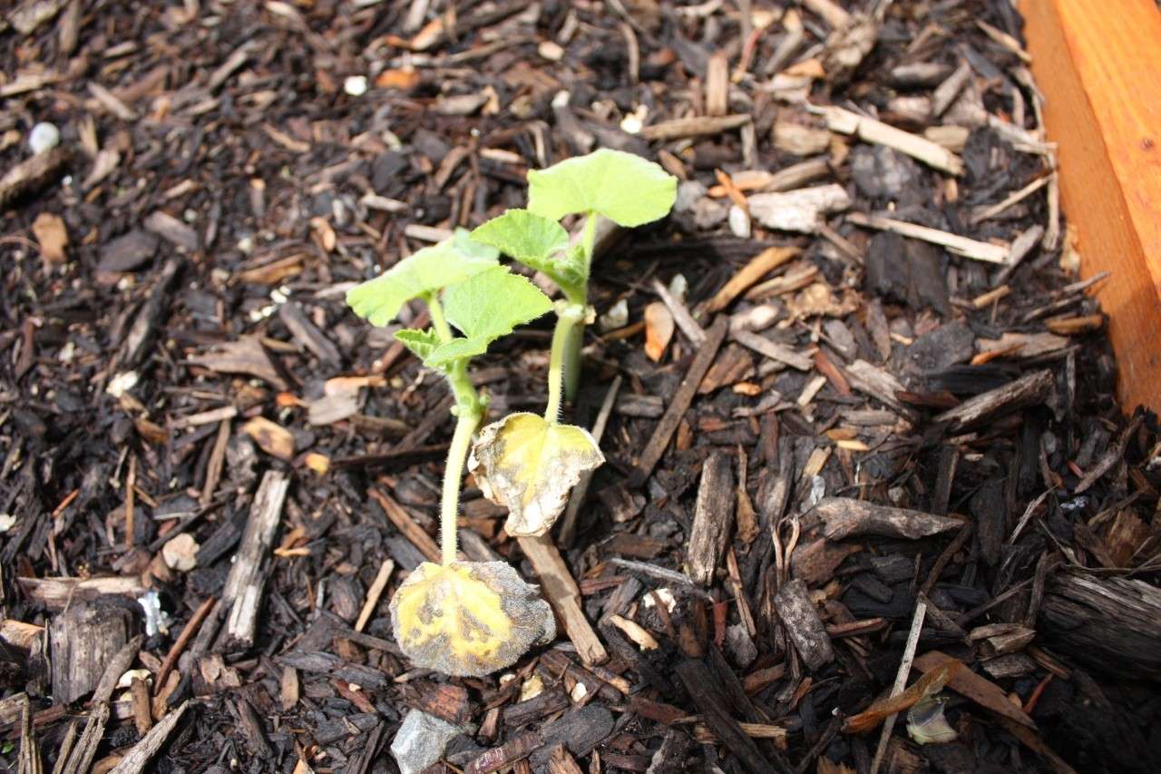 Why is this happening to my squash plants?? Img_1821