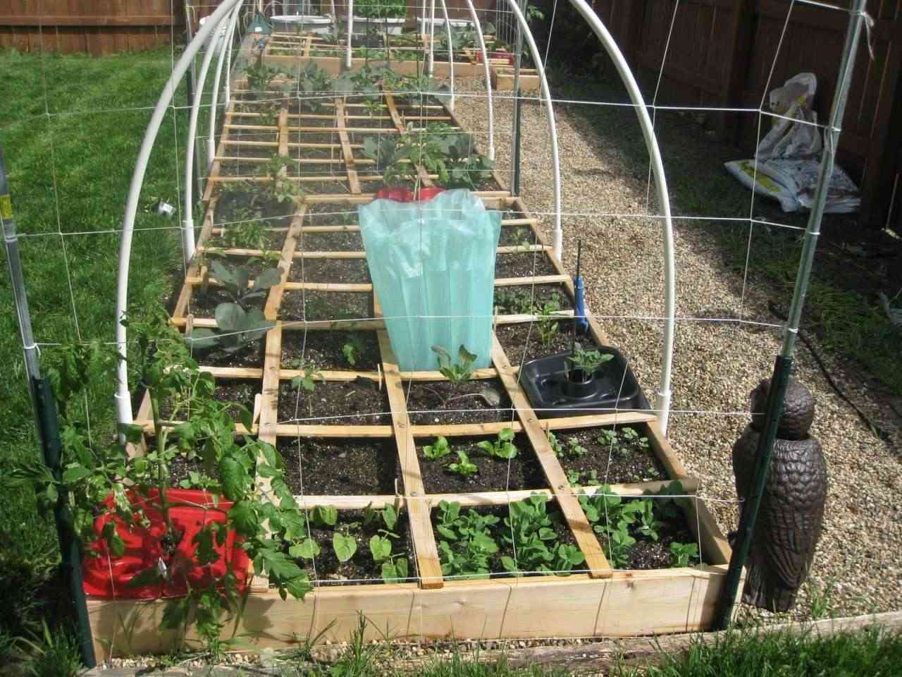 My transformed row garden to a beautiful SFG Img_4518