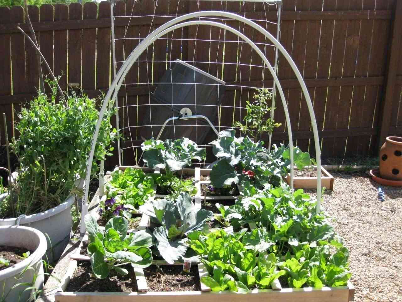 strawberries - My transformed row garden to a beautiful SFG Img_4610