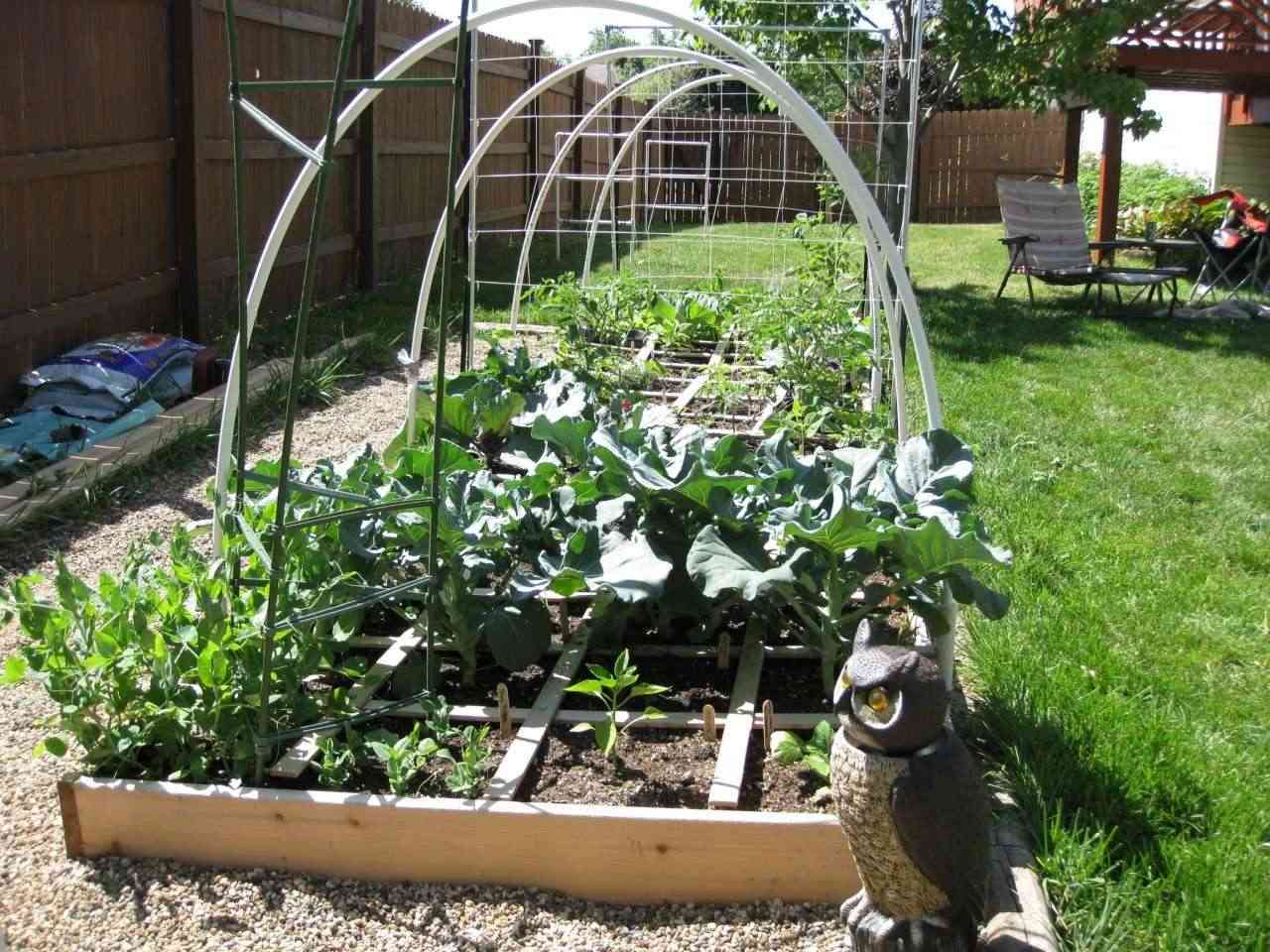 strawberries - My transformed row garden to a beautiful SFG Img_4612