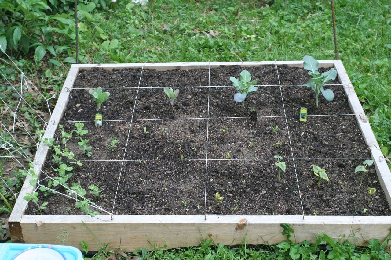 My first gardens EVER! Img_5115
