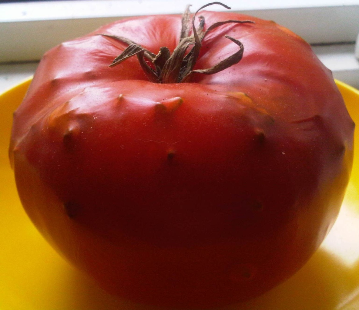 What's wrong with this tomato?? - Page 2 May_2410