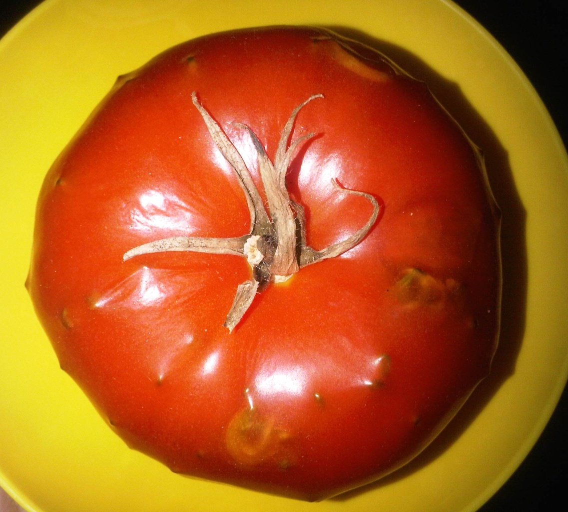 What's wrong with this tomato?? - Page 2 May_2411