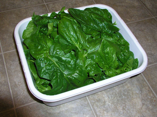 Problems with Spinach and Lettuce Spinac10