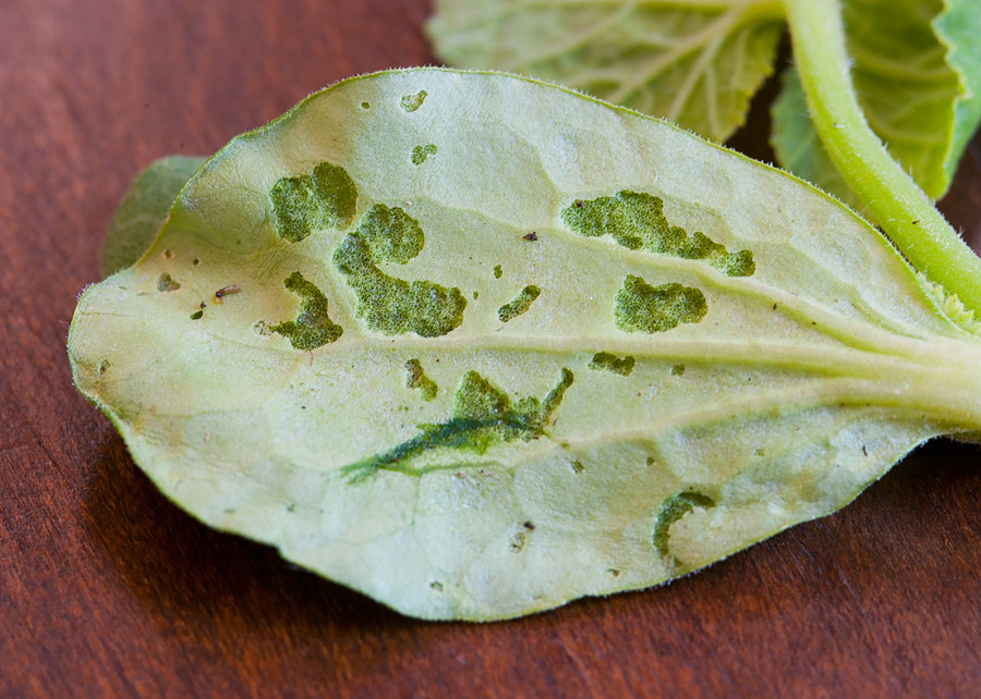 Help! Something is eating my squash plants! Squash18