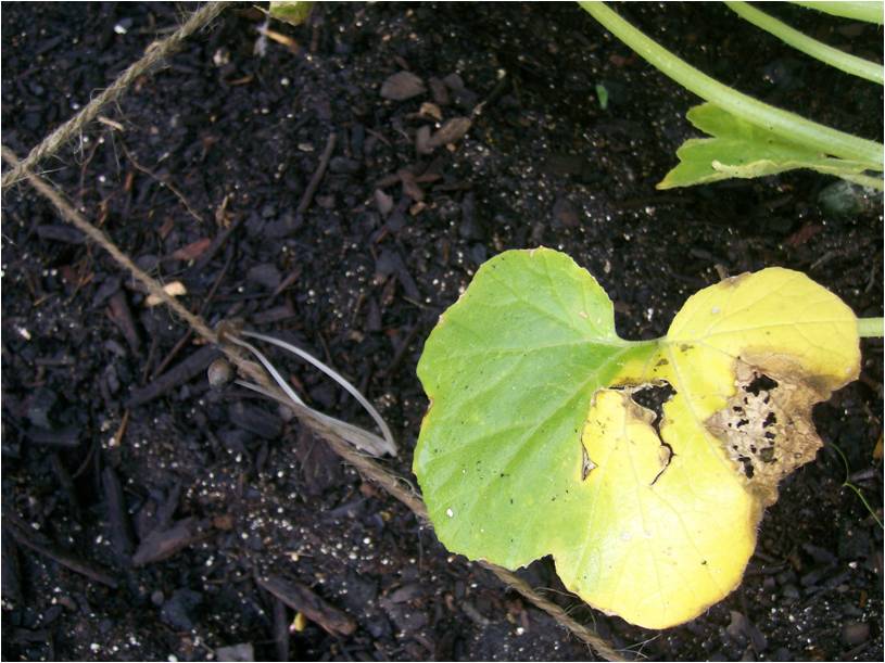 Help! I have no idea what is killing my plants. Squash19