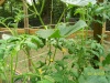 My Garden Update, Show me yours Cuke11