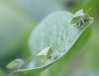  Green Bugs Img_0411