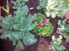 Gardening fun so far--- Kale_a10