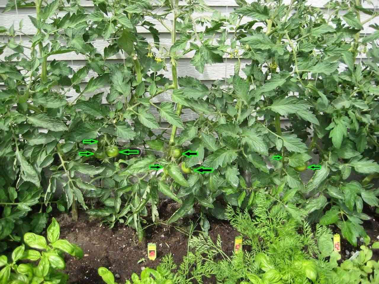 pictures of my cinder block SFG Tomato26